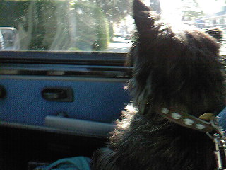 Bickel kijkt door het autoraam naar buiten