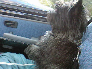 Bickel staat klaar om te gaan wandelen