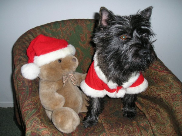 Bickel verkleed als kerstman met een teddybeer