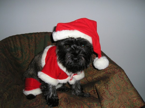 Bickel verkleed als kerstman