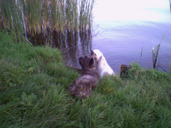 Bickel met een vriendje