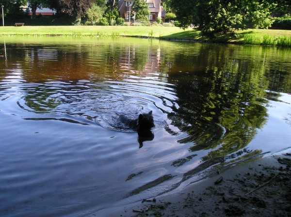 Bickel zwemt in de vijver.