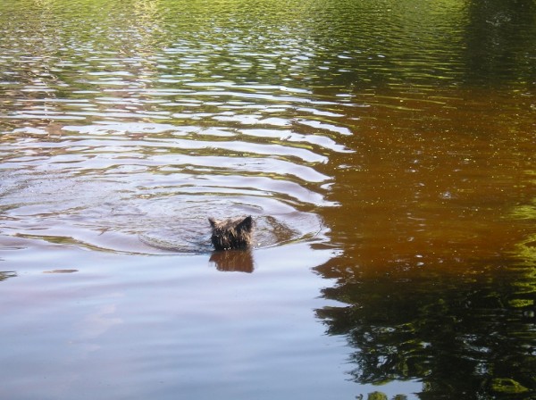 Bickel zwemt in de vijver, deel twee