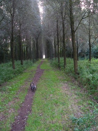 Bickel loopt door een bos