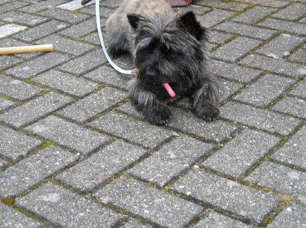 Bickel is lekker aan het snacken