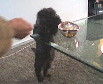 Bickel probeert de tafel op te klimmen