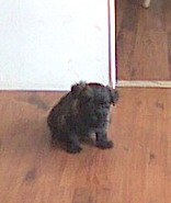 Bickel toen hij nog een heel erg kleine puppy was