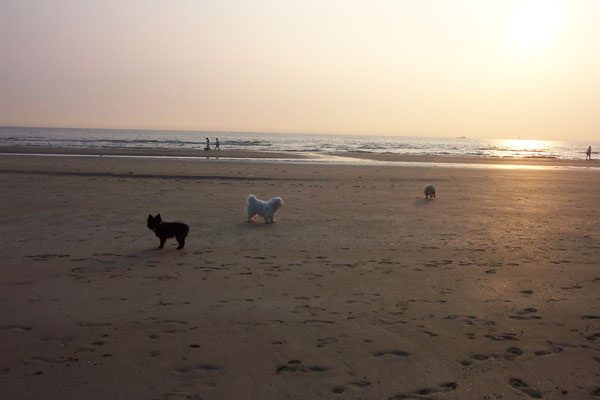 Bickel naast een mooie zonsondergang