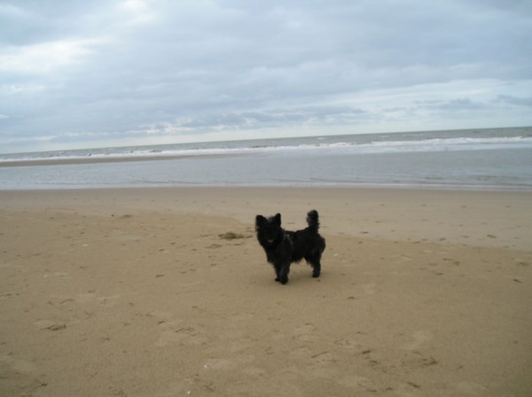 Bickel kijkt achterom op het strand