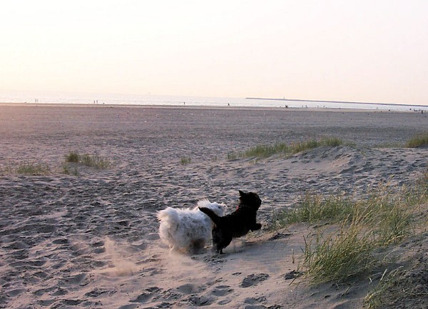 Bickel is lekker aan het spelen op het strand