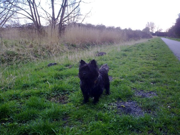 Bickel op wandeling!