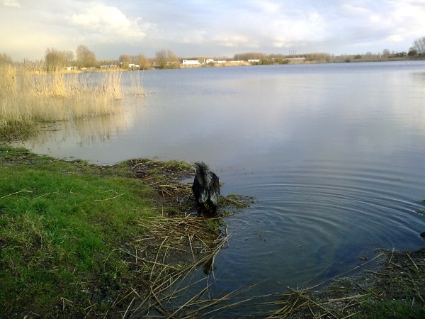 Bickel inspecteert het water.