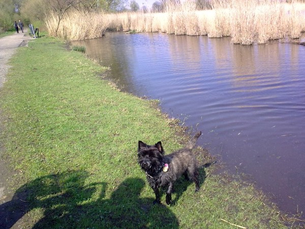 Bickel bij het water.