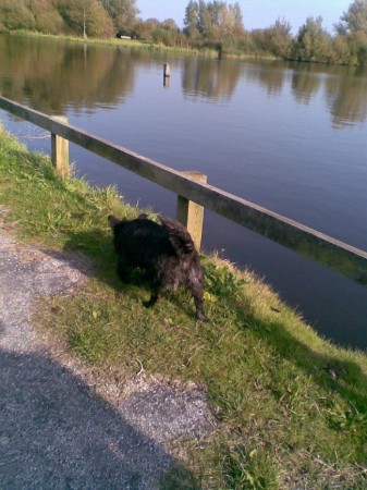 Bickel aan het snuffelen.