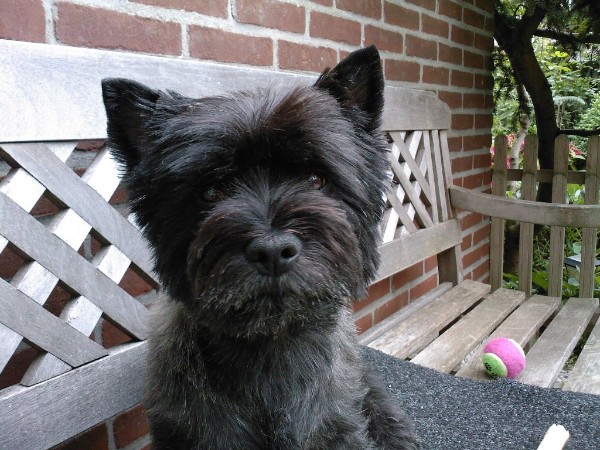 Bickel op een bankje.