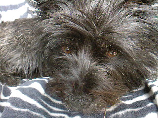 Een schattige foto van Bickel.